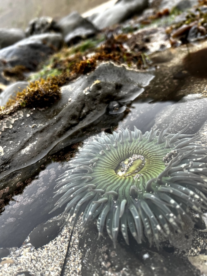 Giant Green Anemone